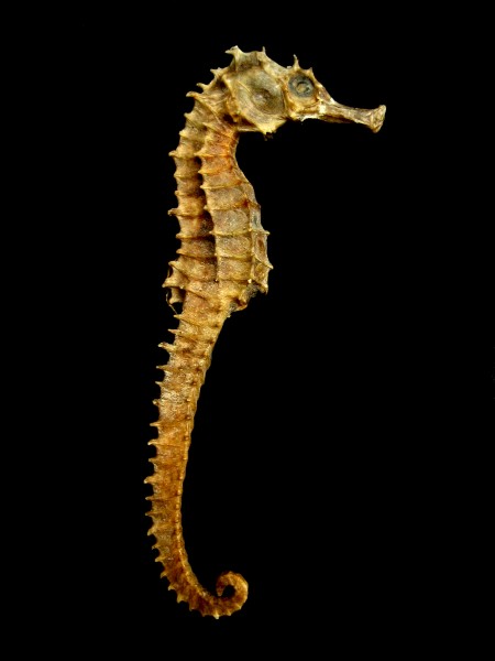 Seahorse Skeleton Macro 8