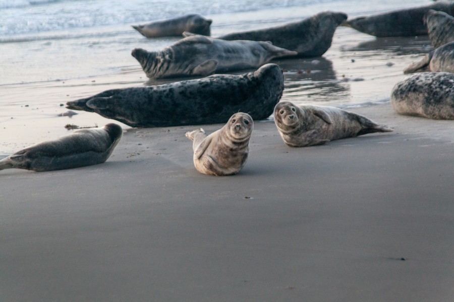 Seal on Düne - panoramio