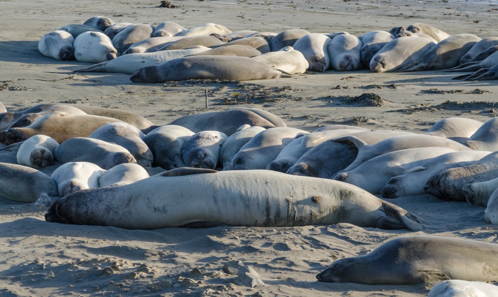 Seals at Piedras Blancas elephant seal rookery 2013 02