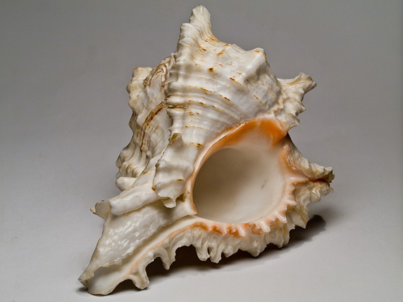 Seashell 5