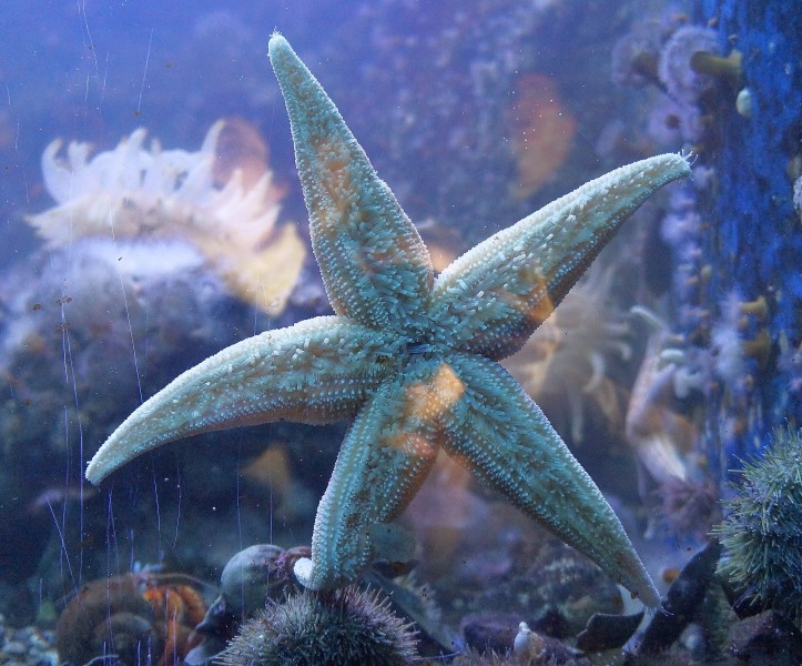 Seastar - panoramio
