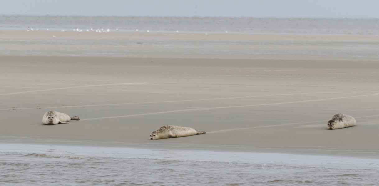 Seehunde Medemgrund Cuxhaven 2013 03