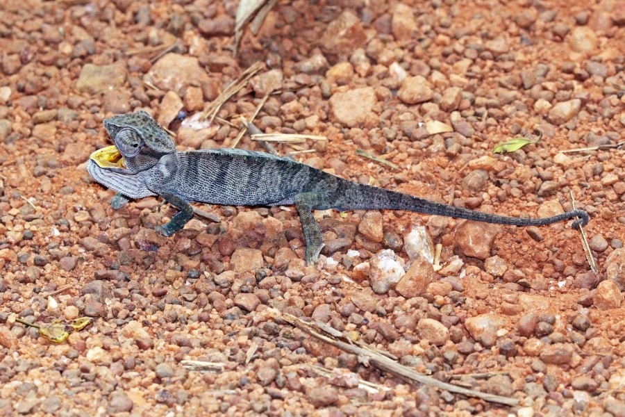 Senegal chameleon (Chamaeleo senegalensis)