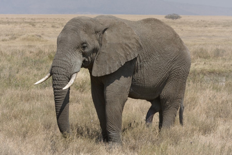 Serengeti Elefantenbulle by DerHexer