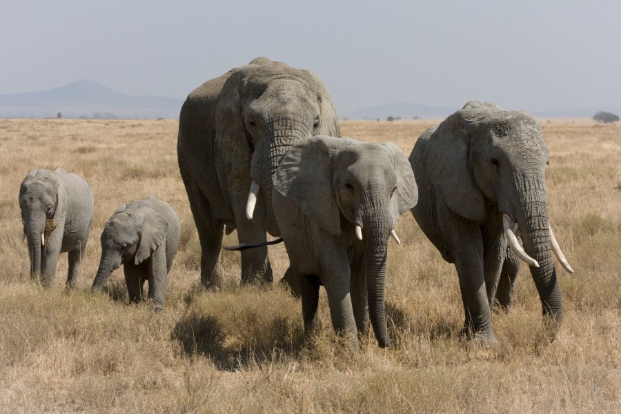 Serengeti Elefantenherde1