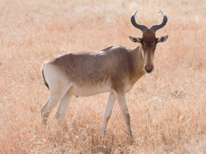 Serengeti Kongoni2
