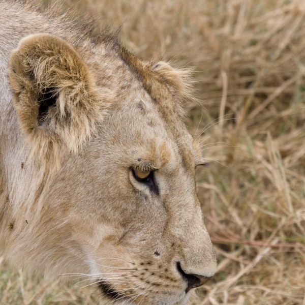 Serengeti Loewin3