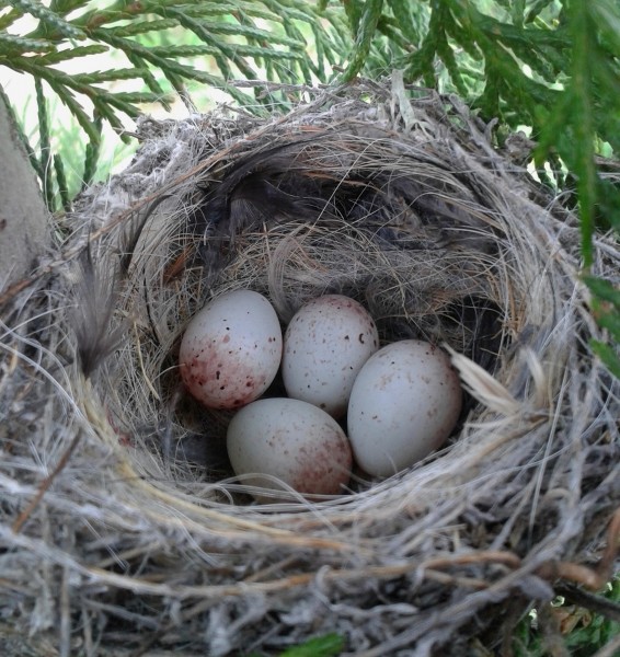 Serinus serinus Nest with eggs