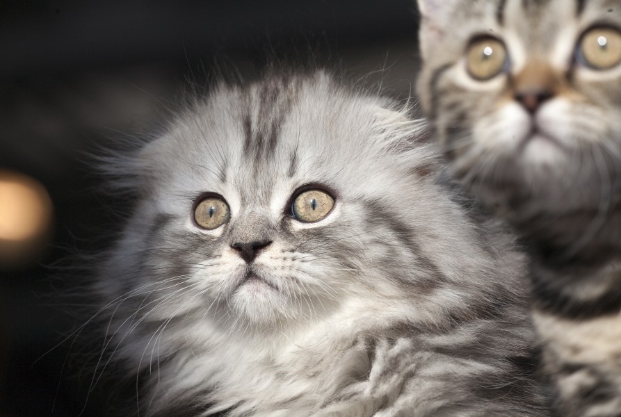 SFL kitten (5467196957)