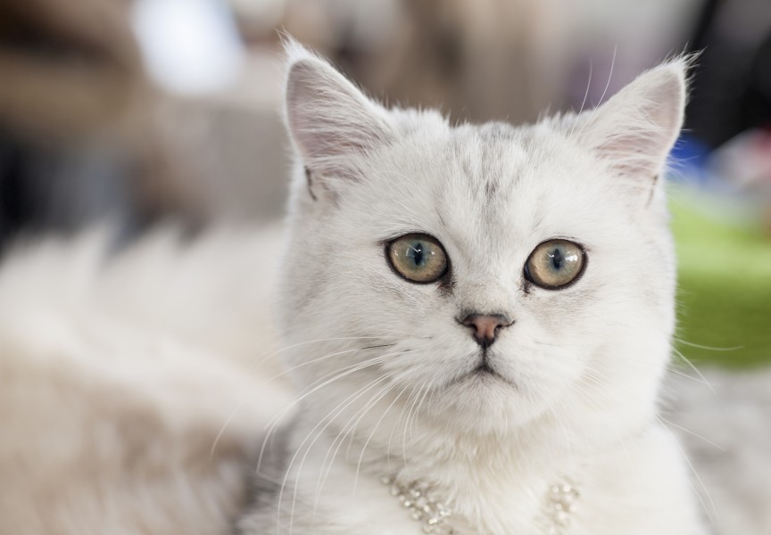 SFL Vik of Fashion Kitty (15458160698)