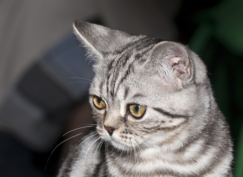 SFS71 fom Elen Bolero cattery (4499541324)