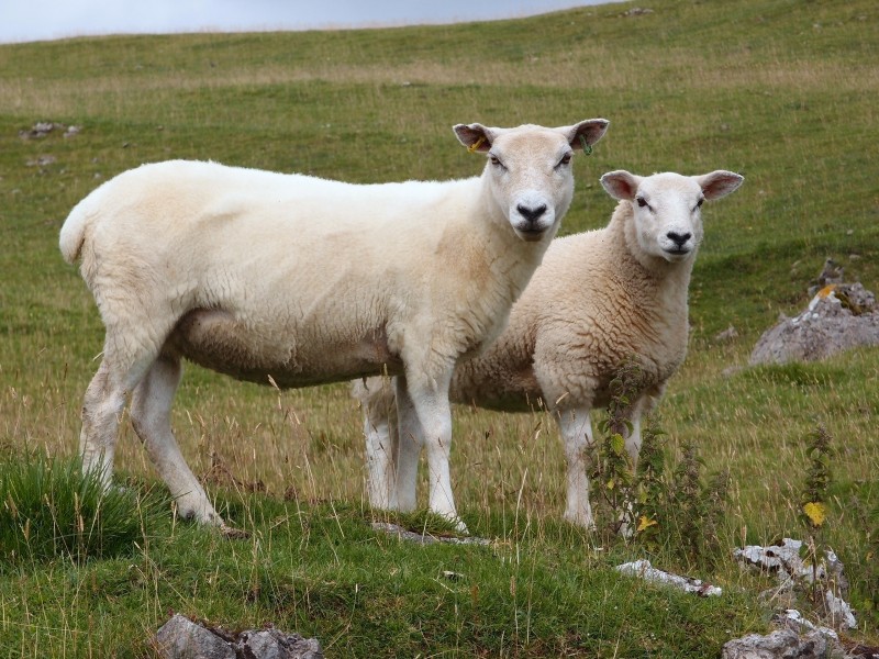 Sheep-cumbria