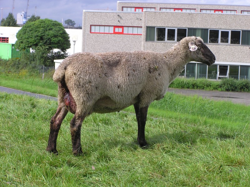 Sheep P8160015