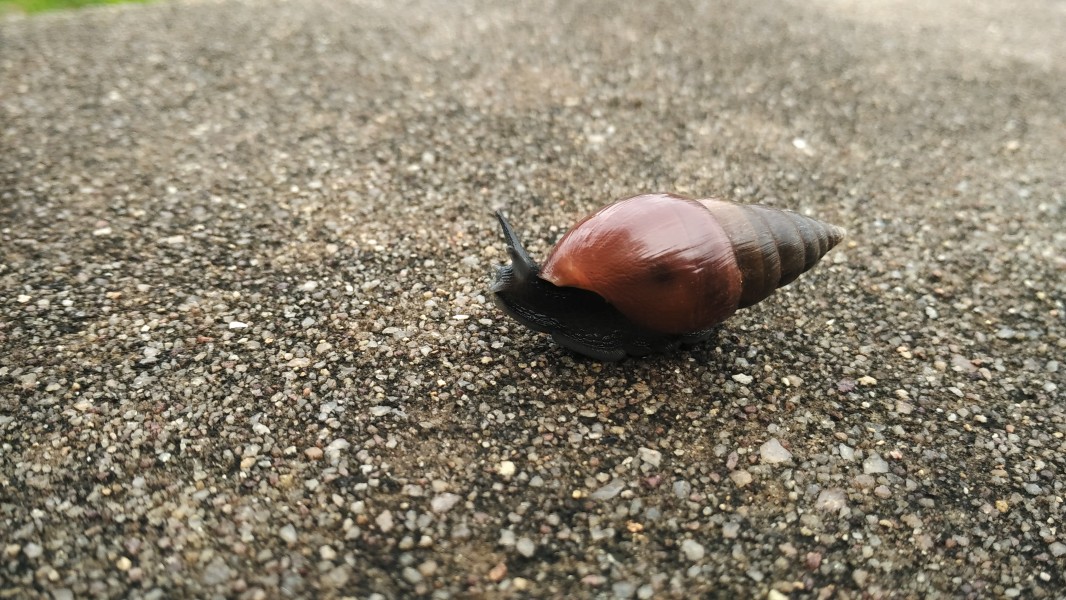 Shell NewBorn