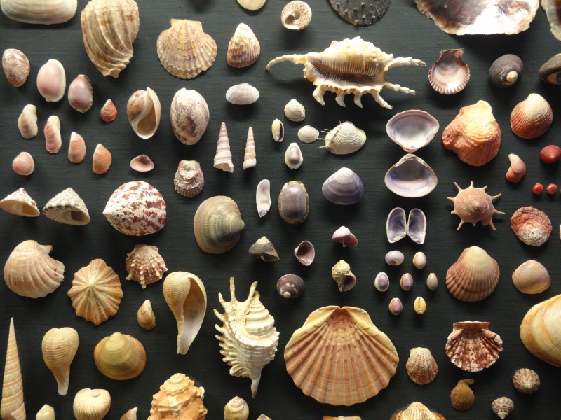 Shells display GNM 2017 00