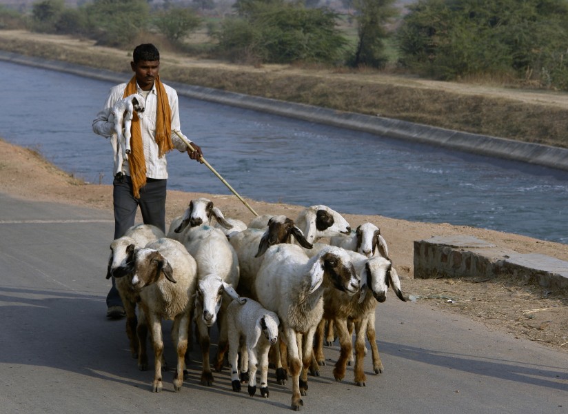 Shepherd, Chambal, India