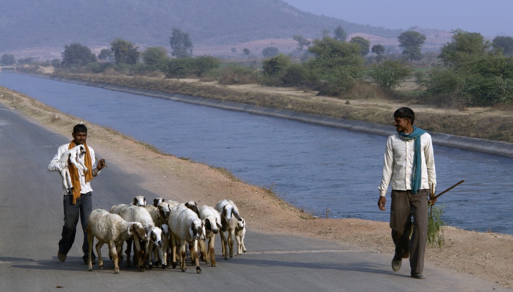 Shepherds, Chambal, MP, India