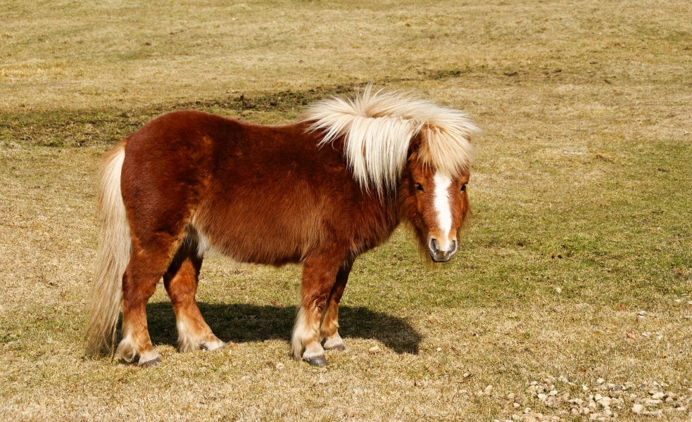 Shetland pony - Postbridge