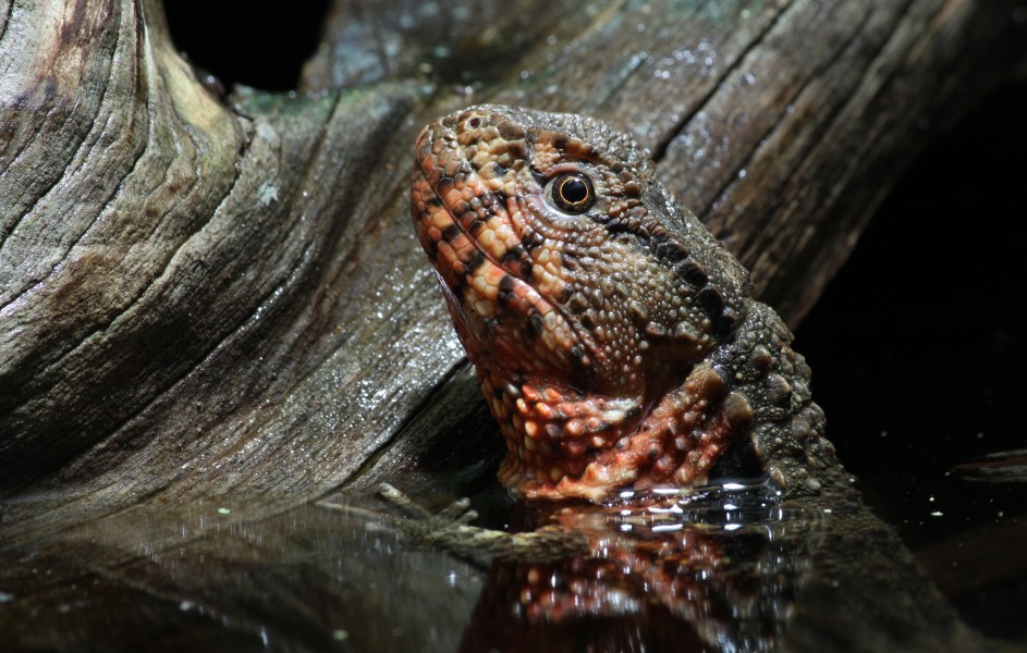 Shinisaurus crocodilurus krokodilschwanz höckerechse