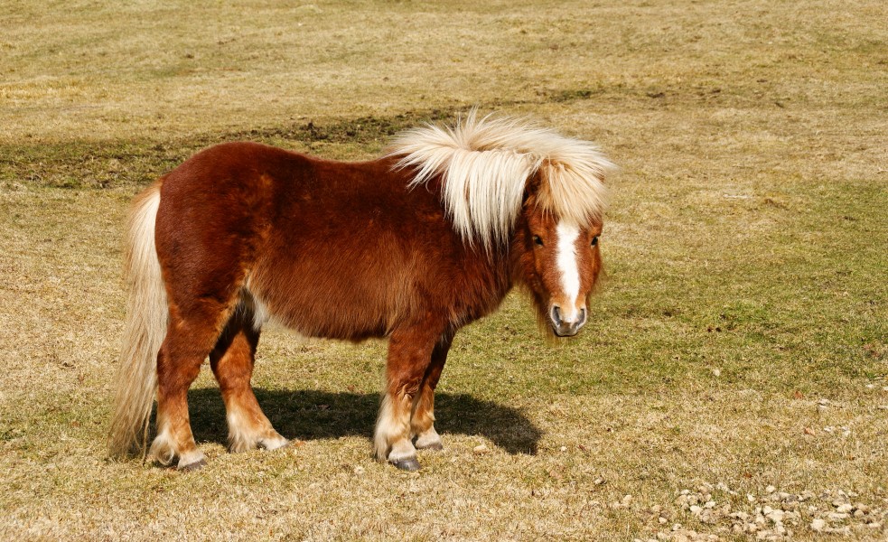 Shtland pony - Postbridge