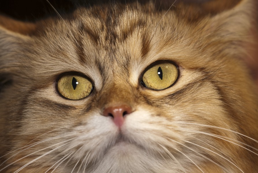 SIB Ch. RU*Neva's Legend Kleopatra (4502461234)