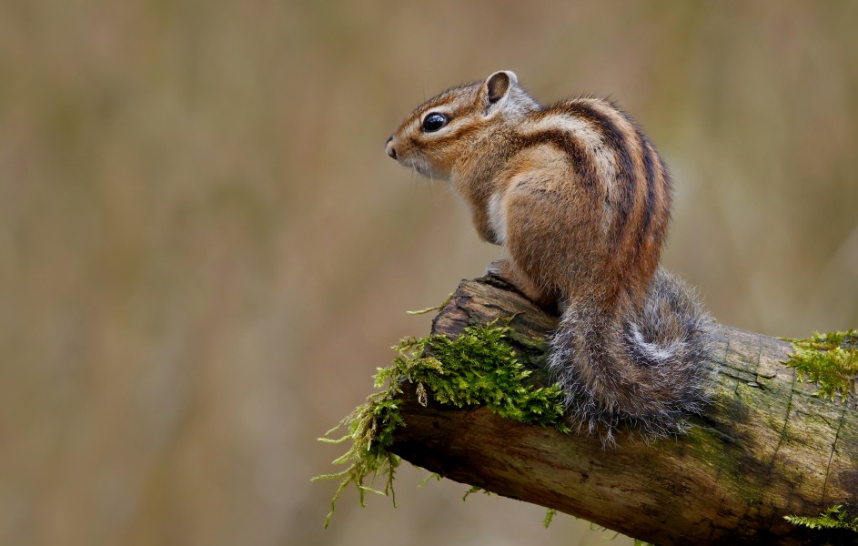 Siberian Chipmunk (Tamias sibiricus), Parc du Rouge-Cloître, Forêt de Soignes, Brussels (26040359560)