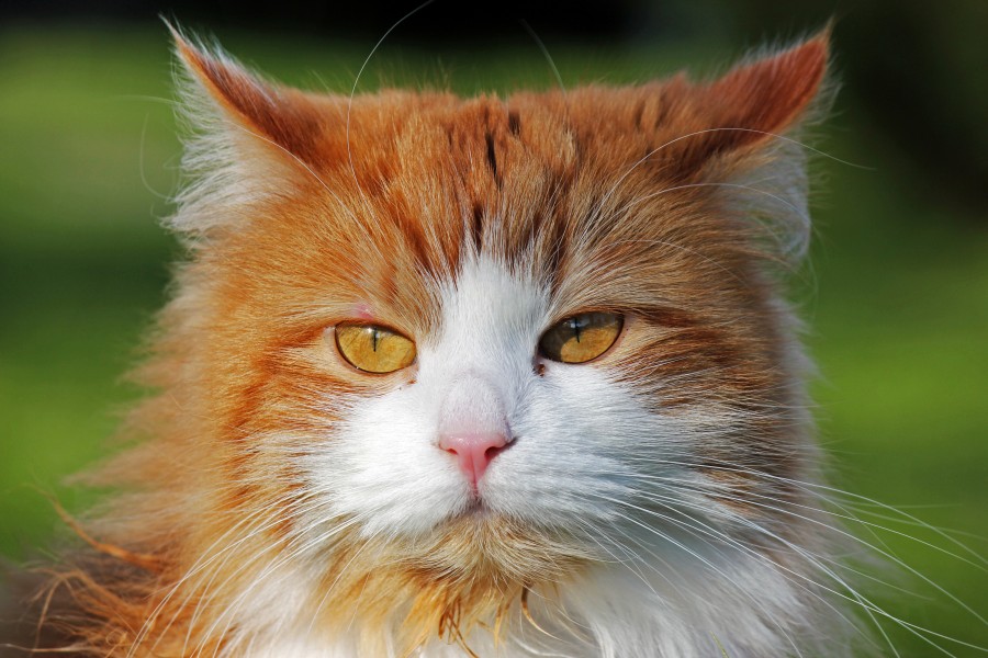 Siberian Forest Cat in Sweden