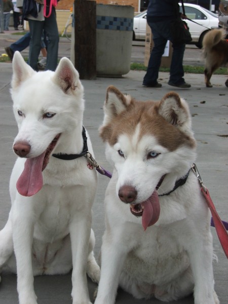 Siberian Huskies white and red