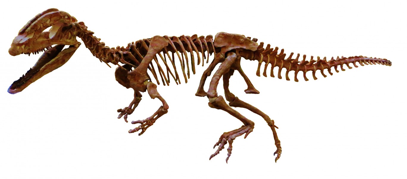 Sinosaurus triassicus white background