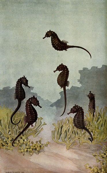 Six sea horses in the sea. Colour line block after a painting Wellcome V0022092