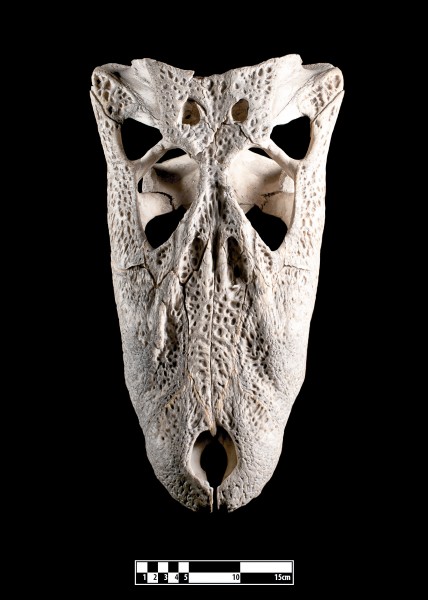Skull of crocodile (Crocodylidae)