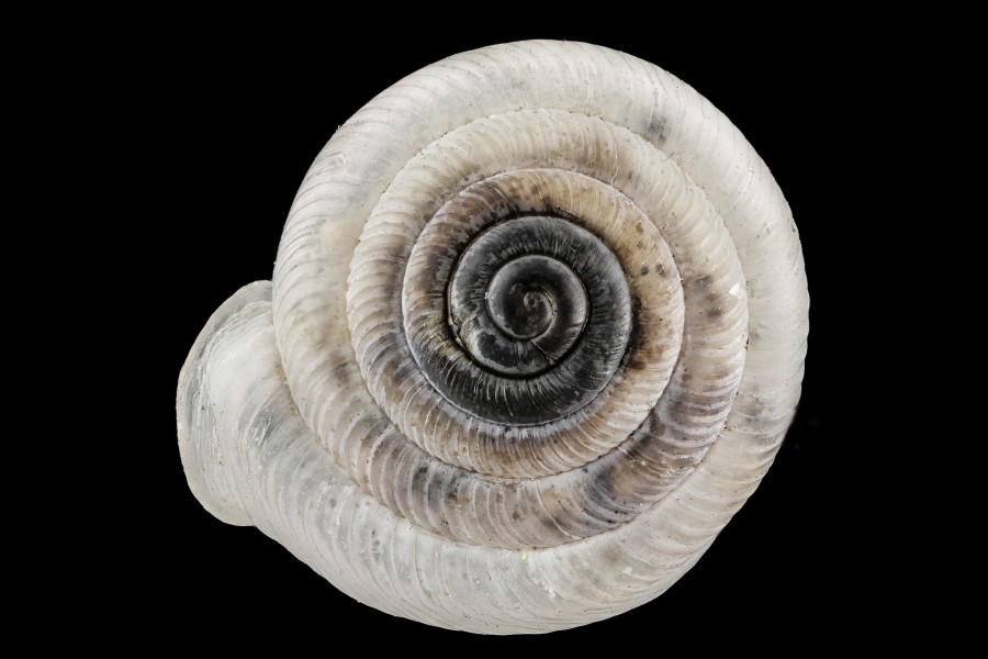 Snail,U, face, Biscayne National Park 2013-01-22-15.20.21 ZS PMax (8405820653)