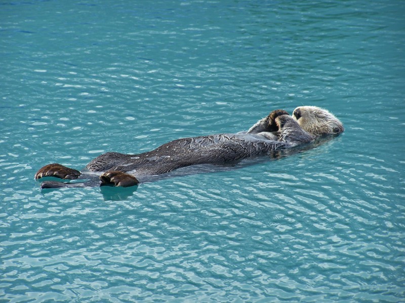 Snoozing sea otter in Kenai Fjords National Park (6777826014)
