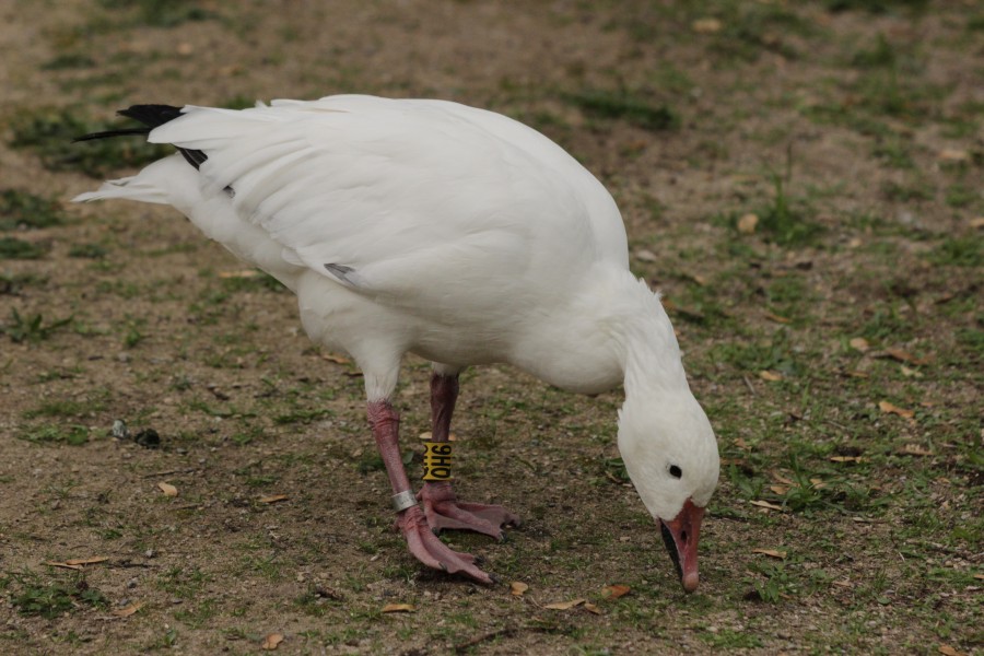 Snow Goose - Anser caerulescens (43546412860)