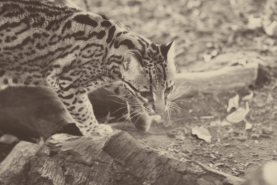 Snow Leopard I