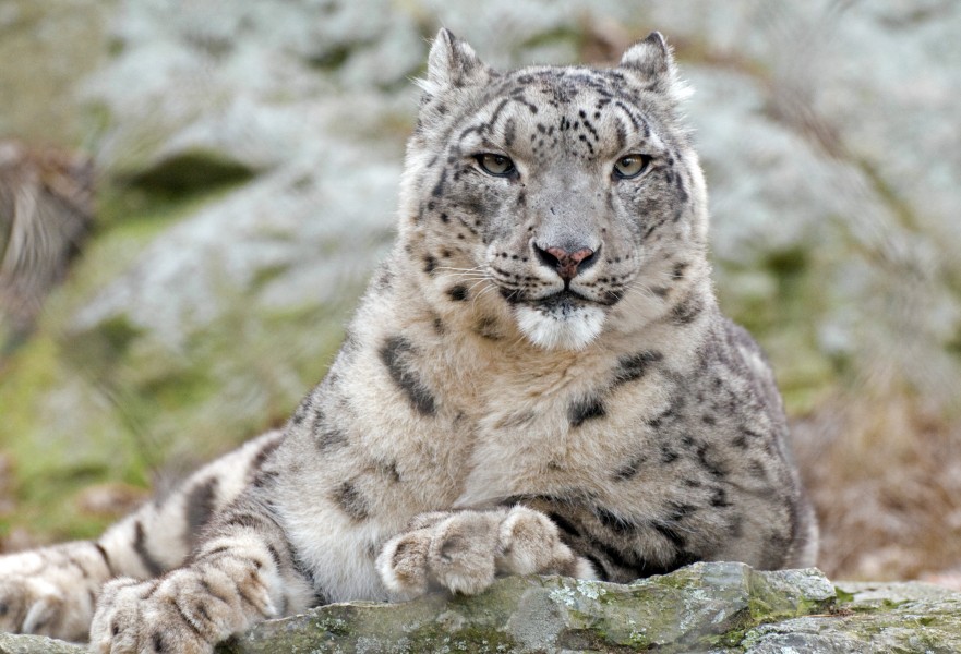 Snow Leopard Relaxed