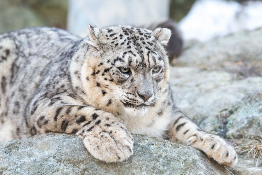 Snow Leopard Stretched on Rocks (17073104505)