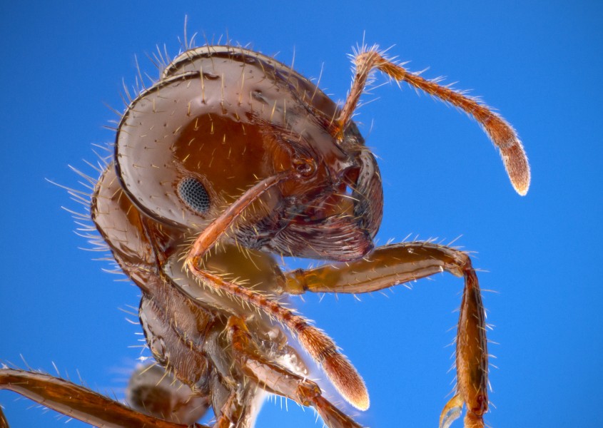 Solenopsis invicta - fire ant worker
