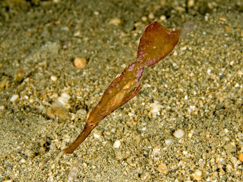 Solenostomus cyanopterus (Robust ghost pipefish)