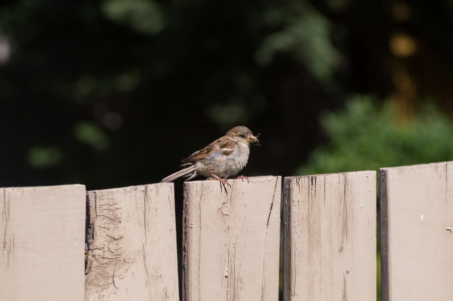 Song Sparrow in Calgary