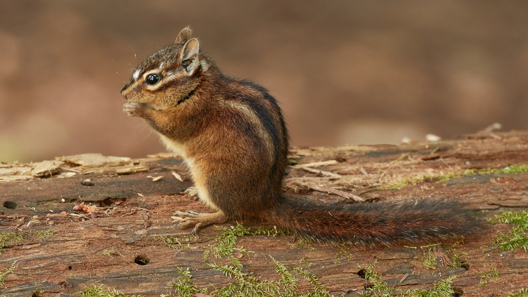Sonoma chipmunk at Samuel P. Taylor State Park