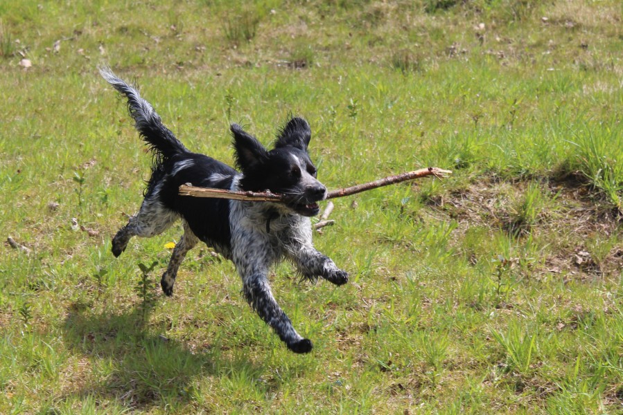 Spaniel Fetching
