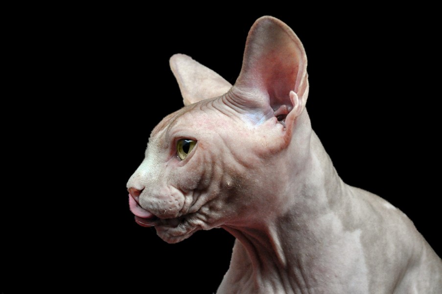 Sphynx - Weimar Meneses (6824850108)