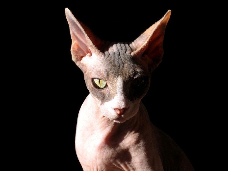 Sphynx cat, lit from one side