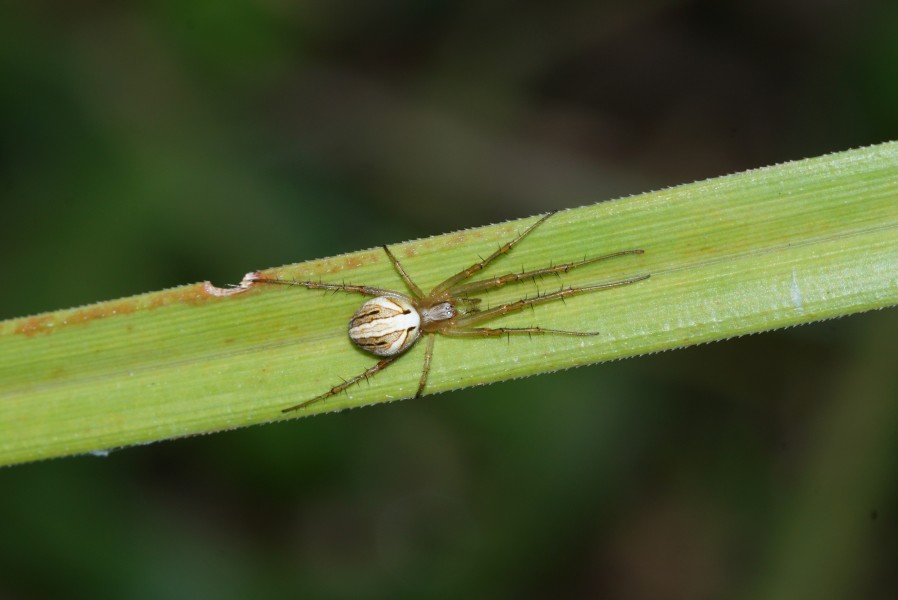 Spider 00810
