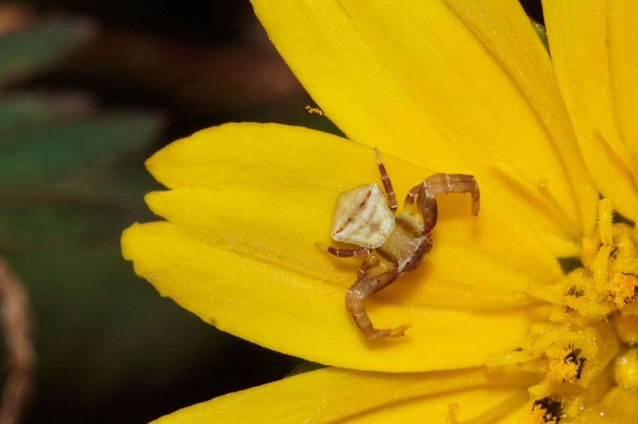 Spider 05678
