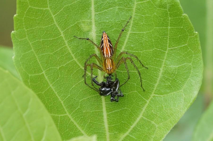 Spider 06707