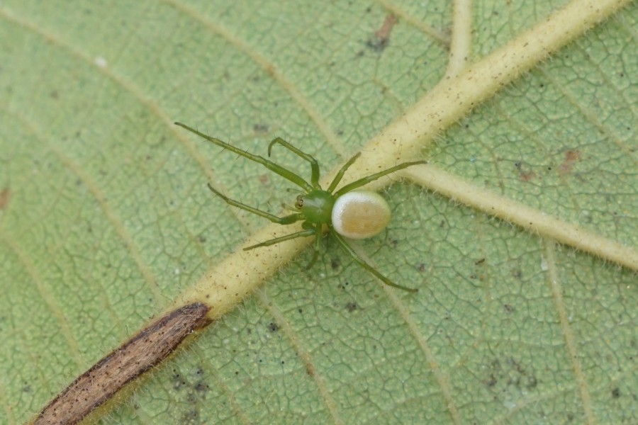 Spider 09112