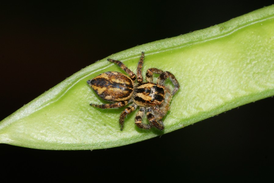 Spider 09630