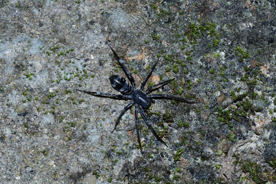 Spider 0971